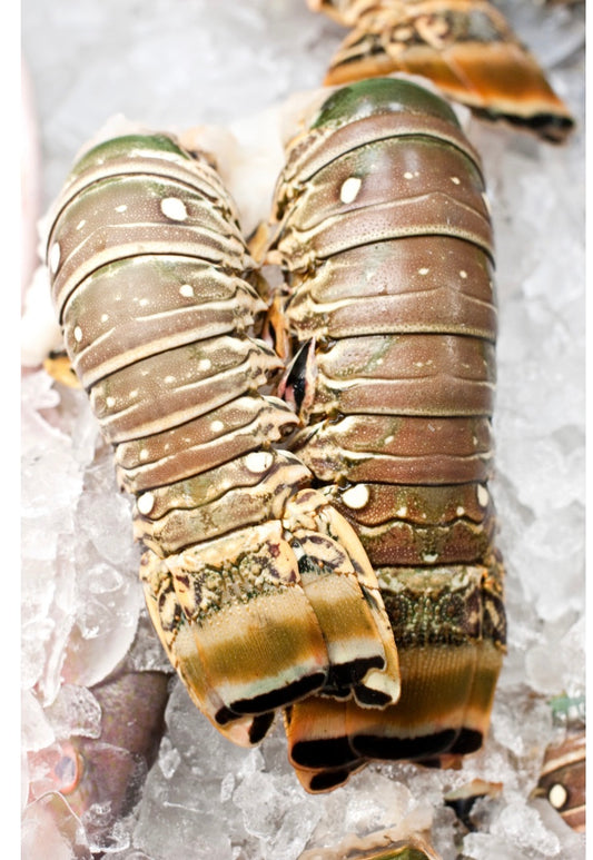 Caribbean Warm Water Lobster Tails